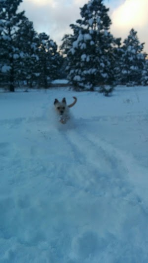 Flagstaff Ranch - photo 32