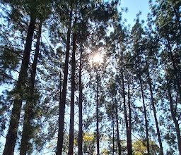 Legacy Pet Crematorium Pty Ltd photo