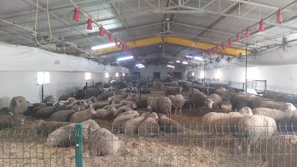On Group Hayvancılık Çiftlik
