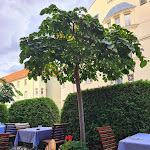 Photo n°8 de l'avis de Carola.i fait le 21/08/2021 à 15:26 sur le  Schaarschmidts Restaurant à Leipzig