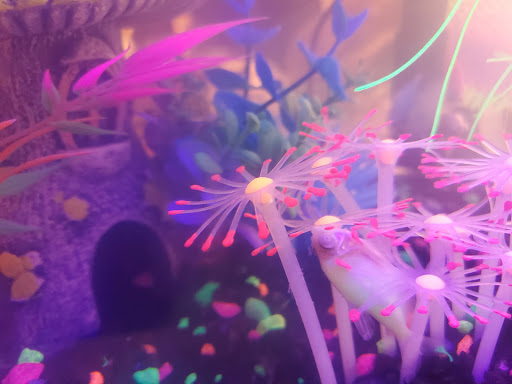 Pet Supply Store «Pet Supplies Plus», reviews and photos, 1268 N Eisenhower Dr, Beckley, WV 25801, USA