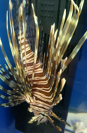 Pet Store «Oak Park Natural Pet & Fish», reviews and photos, 23 N Harlem Ave, Oak Park, IL 60302, USA