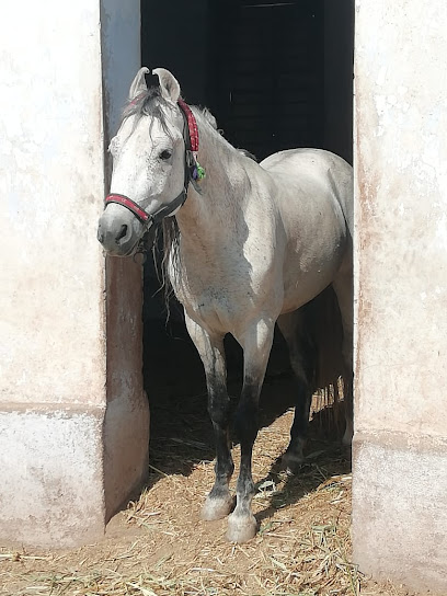 Enaj (Inaj) Kathiyawadi Horse Breeding Farm