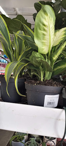 Discount Store «99 Cents Only Stores», reviews and photos, 11160 Magnolia Ave, Riverside, CA 92505, USA