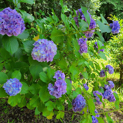 大辻公園あじさい園