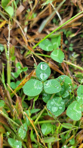 Grocery Store «Super Stop & Shop», reviews and photos, 1391 Main St, Willimantic, CT 06226, USA