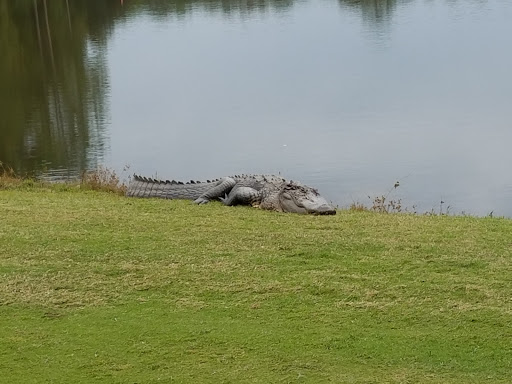 Golf Club «NAS Jacksonville Golf Club», reviews and photos, 3978 Mustin Rd, Jacksonville, FL 32212, USA