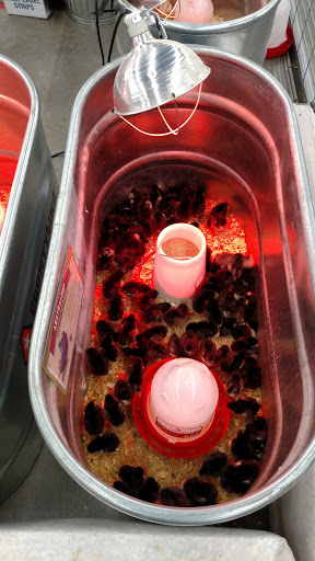 Home Improvement Store «Tractor Supply Co.», reviews and photos, 13500 Benns Church Blvd, Smithfield, VA 23430, USA