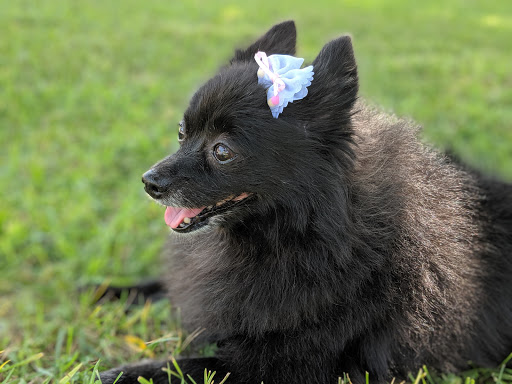 Pet Supply Store «Pet Haven», reviews and photos, 626 N Glenoaks Blvd, Burbank, CA 91502, USA