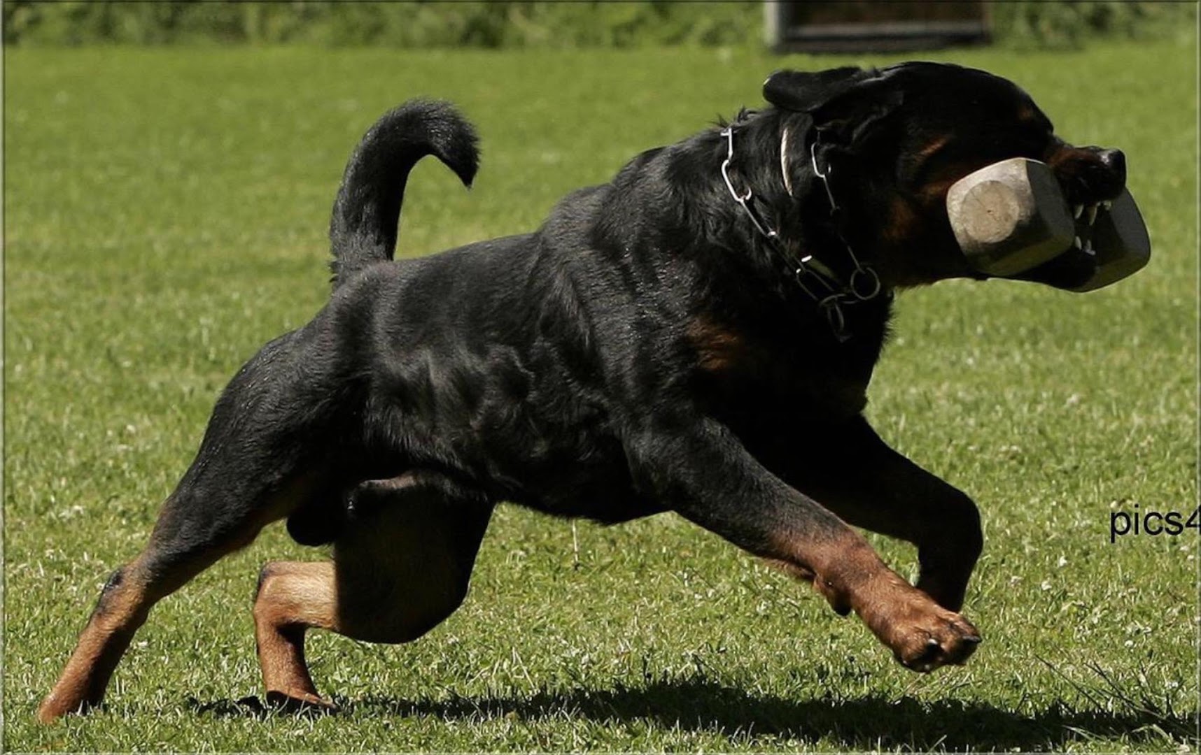 Top Notch K9's - Rottweilers