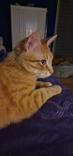 Opinii despre Παπαϊωάννου Κτηνιατρικό Κέντρο- Ιατρείο μικρών ζώων. Κτηνιατρείο, Αργυρούπολη. în Αργυρούπολη - Κτηνίατρος