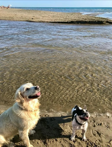 Pensioni per cani e dog hotel a Pensione per cani in riva al mare