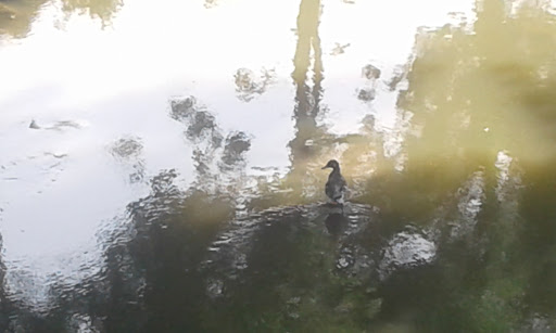 Bowling Alley «Lenawee Recreation Bowling Center», reviews and photos, 520 College Ave, Adrian, MI 49221, USA