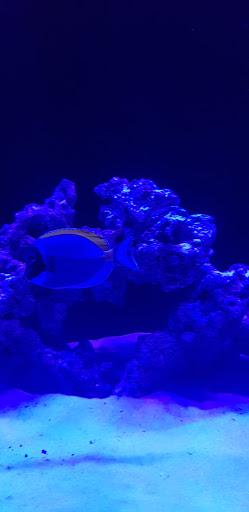 Tropical Fish Store «KHC Aquarium», reviews and photos, 150-1 Northern Blvd, Flushing, NY 11354, USA