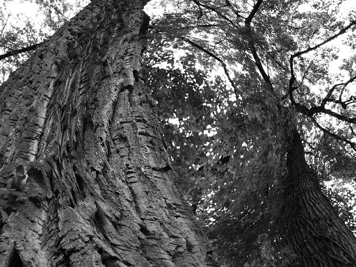 Park «Croton Point Park», reviews and photos, 1 Croton Point Ave, Croton-On-Hudson, NY 10520, USA