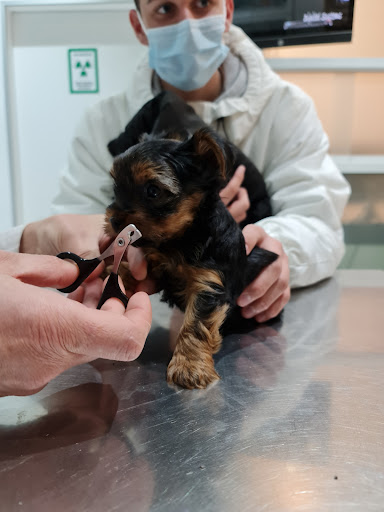 Clínica Veterinaria Babilonia en Sevilla