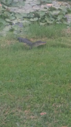 Golf Driving Range «Ace Golf Range & Pro Shop», reviews and photos, 12910 Boyette Rd, Riverview, FL 33569, USA