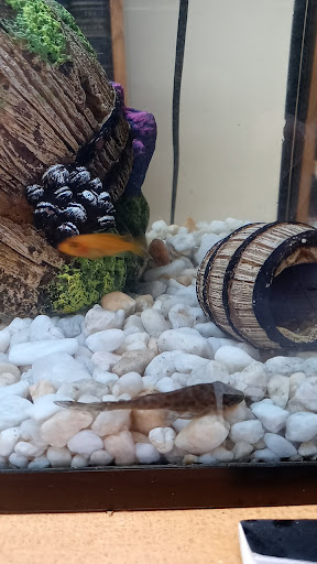 Pet Supply Store «Petco Animal Supplies», reviews and photos, 253 Burgess Rd, Harrisonburg, VA 22801, USA