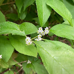 Photo n° 3 de l'avis de Anikó. fait le 06/07/2023 à 17:33 pour Les Arbres du Monde au Huelgoat à Huelgoat