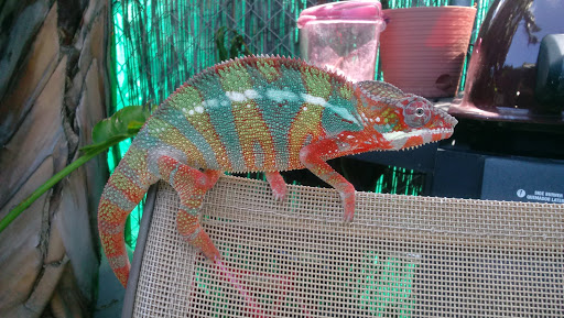 Pet Store «Hooked On Fish And Corals», reviews and photos, 2576 W 84th St, Hialeah, FL 33016, USA