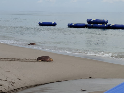 Animal Hospital «Loggerhead Marinelife Center», reviews and photos, 14200 U.S. Hwy 1, Juno Beach, FL 33408, USA