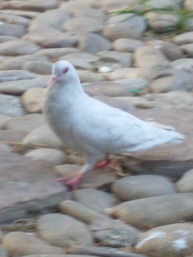 Social Services Organization «The Shade Tree», reviews and photos