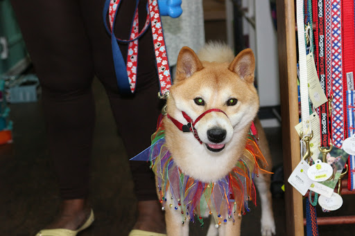 Pet Supply Store «Grrs & Purrs», reviews and photos, 116 N Woodland Blvd, DeLand, FL 32720, USA