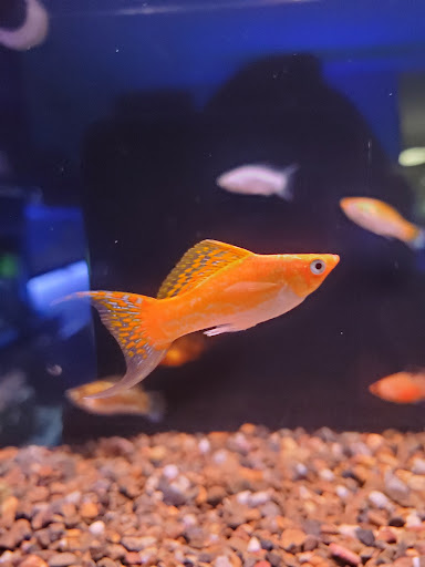 Tropical Fish Store «D-N-D Aquariums & Pet Shop», reviews and photos, 1016 S Armstrong Ave # 103, Denison, TX 75020, USA