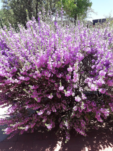 National Park «Chamizal National Memorial», reviews and photos, 800 S San Marcial St, El Paso, TX 79905, USA