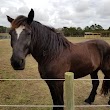 Bridlewild Equestrian Center