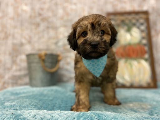 Pet Store «Happiness Is Pets», reviews and photos, 2936 Showplace Dr, Naperville, IL 60564, USA