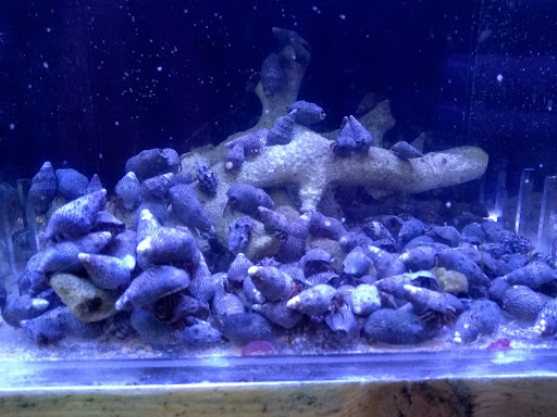 Tropical Fish Store «Elite Reef», reviews and photos, 8410 Wadsworth Blvd F, Arvada, CO 80003, USA