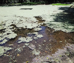 Fuentes Brotantes de Tlalpan National Park photo