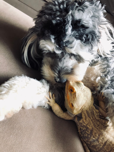 Pet Supply Store «One of the Family Pet Supply LLC», reviews and photos, 288 Lincoln Blvd, Middlesex, NJ 08846, USA