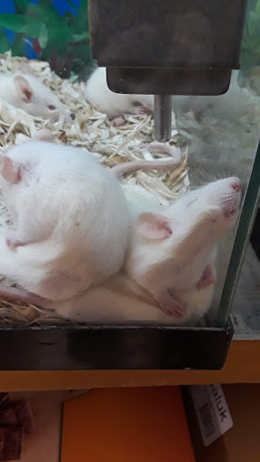 Pet Store «Hackettstown Pet Supplies», reviews and photos, 141 Main St, Hackettstown, NJ 07840, USA