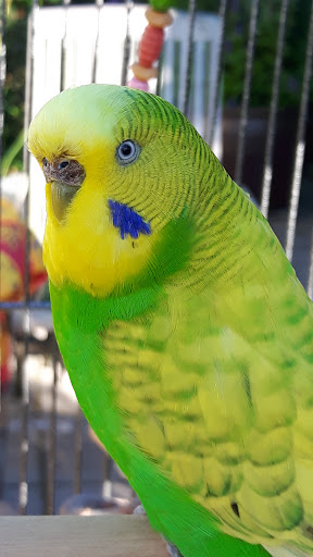 Dr. Petra Zsivanovits Tierärztliche Praxis für Vogelmedizin unter Wahlstedt, 