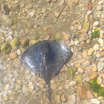 Photo n°7 de l'avis de Janka.a fait le 25/07/2021 à 19:03 sur le  Hotel Oasi Di Cupra à Cupra Marittima