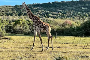 Bountiful Safaris image
