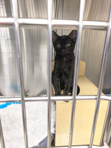 Pet Supply Store «PetSmart», reviews and photos, 10830 Olson Dr, Rancho Cordova, CA 95670, USA