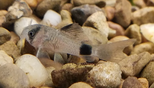 Tropical Fish Store «Pet Friendly Inc», reviews and photos, 845 Manitou Rd, Hilton, NY 14468, USA