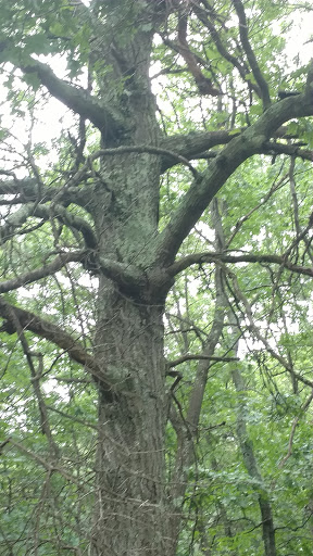 Hiking Area «Den Rock Park», reviews and photos, Stirling St, Andover, MA 01810, USA