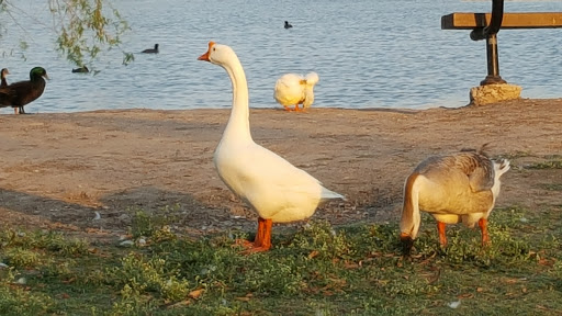 Park «Pendleton Park», reviews and photos, 1427 Morgan Blvd, Harlingen, TX 78550, USA