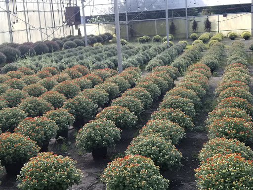 Wholesale Plant Nursery «Garden Fantasy», reviews and photos, 43250 Tyler Rd, Belleville, MI 48111, USA