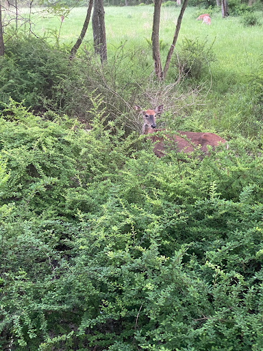 Nature Preserve «Schiller Woods East», reviews and photos, W Irving Park Rd, Chicago, IL 60634, USA
