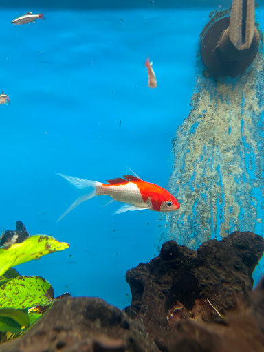 Pet Supply Store «Petco Animal Supplies», reviews and photos, 450 N Rte 17, Paramus, NJ 07652, USA