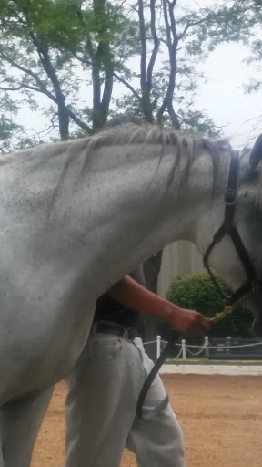 Tourist Attraction «The Tempel Lipizzans», reviews and photos, 17000 W Wadsworth Rd, Old Mill Creek, IL 60083, USA