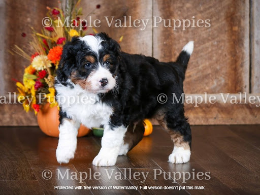 Maple Valley Puppies