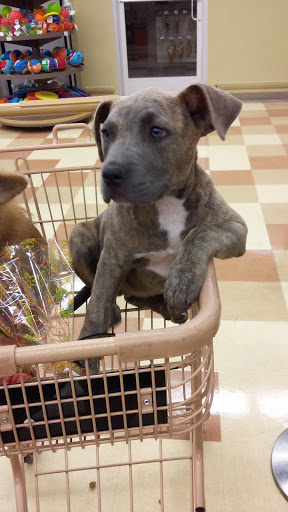 Pet Supply Store «Petco Animal Supplies», reviews and photos, 1670 Airport Blvd #700, Pensacola, FL 32504, USA