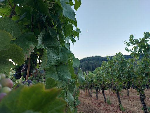 Winery «High Pass Winery», reviews and photos, 24757 Lavell Rd, Junction City, OR 97448, USA