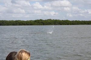 Southwest Florida Dolphin & Eco Tours image
